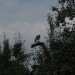 mini-IMG_1290